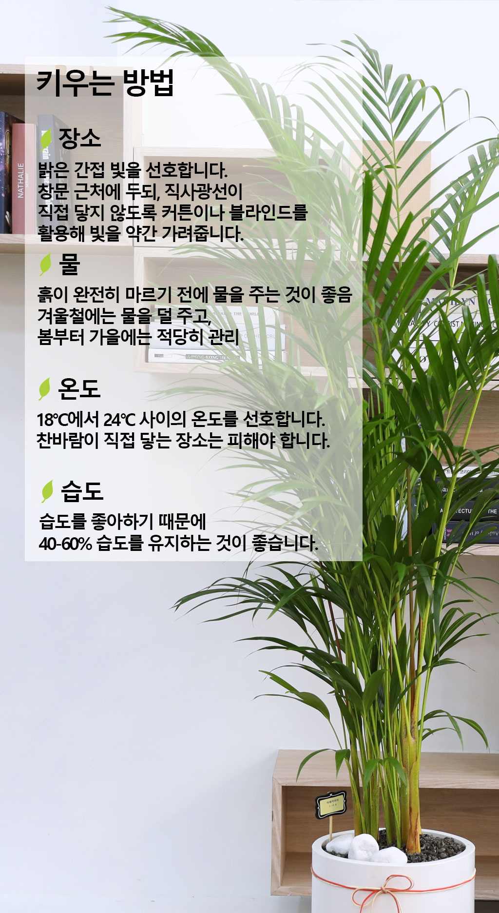 (전국 당일배송) 번영과 성장을 상징하는 식물 - 아레카(대)
