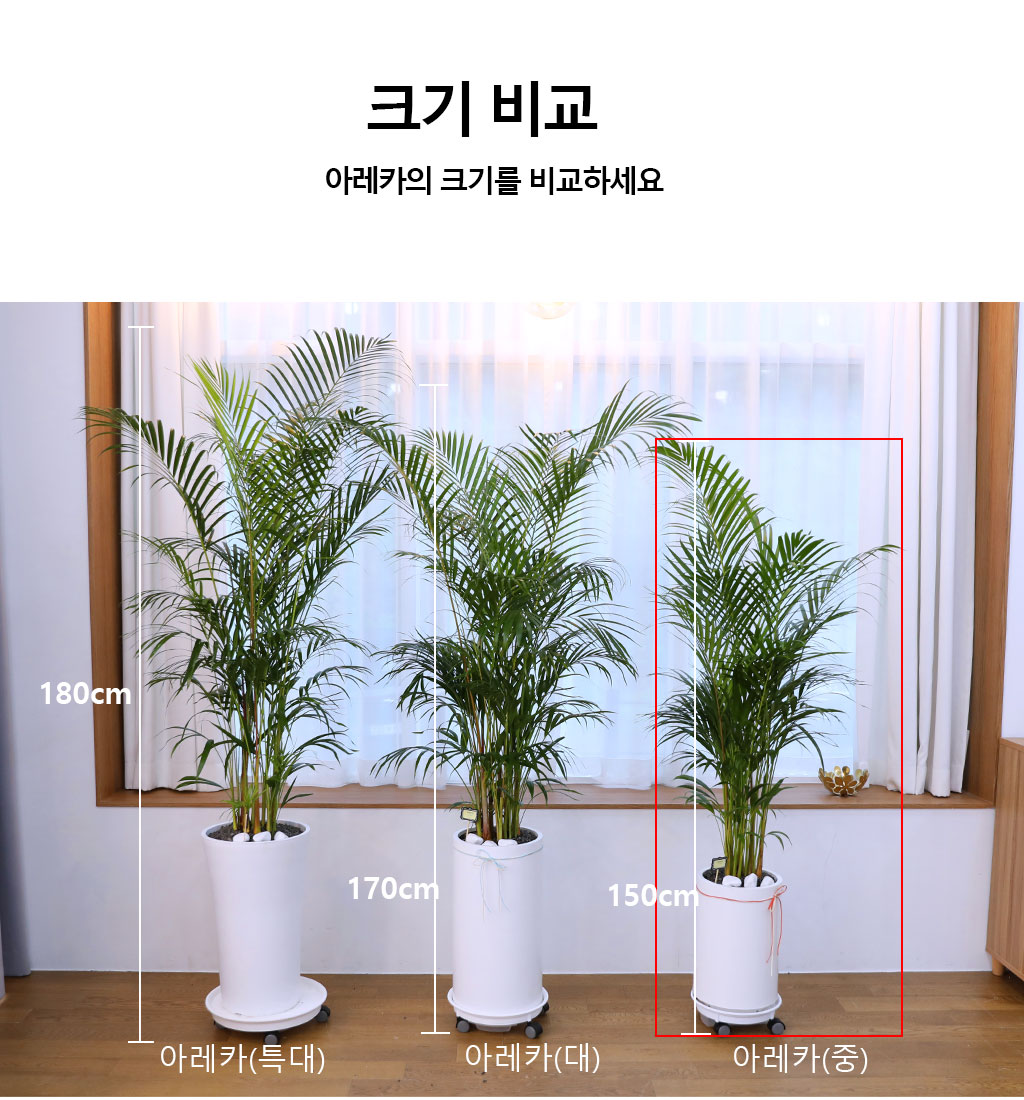 (전국 당일배송) 번영과 성장을 상징하는 식물 - 아레카(대)