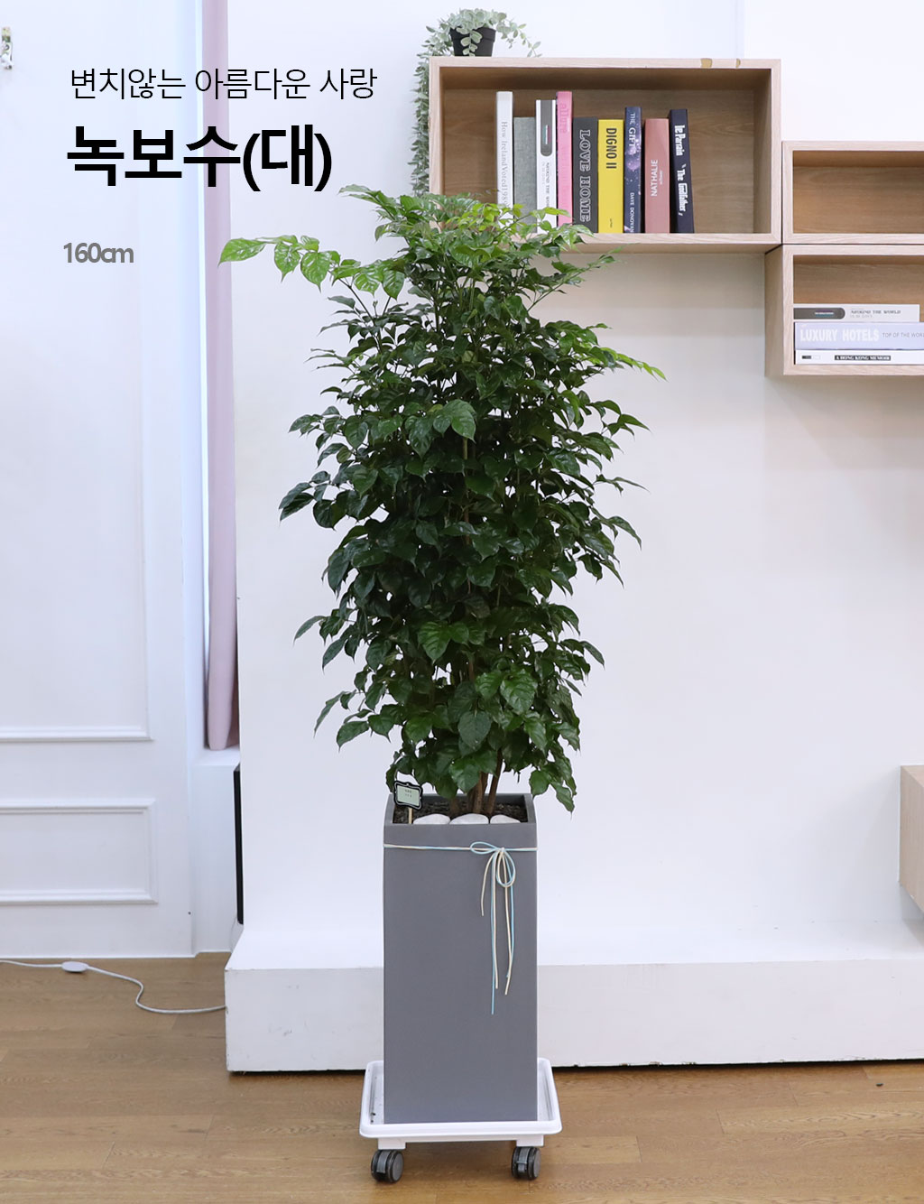 변치않는 아름다운 사랑 - 녹보수(대) 꽃배달 상세 이미지 3