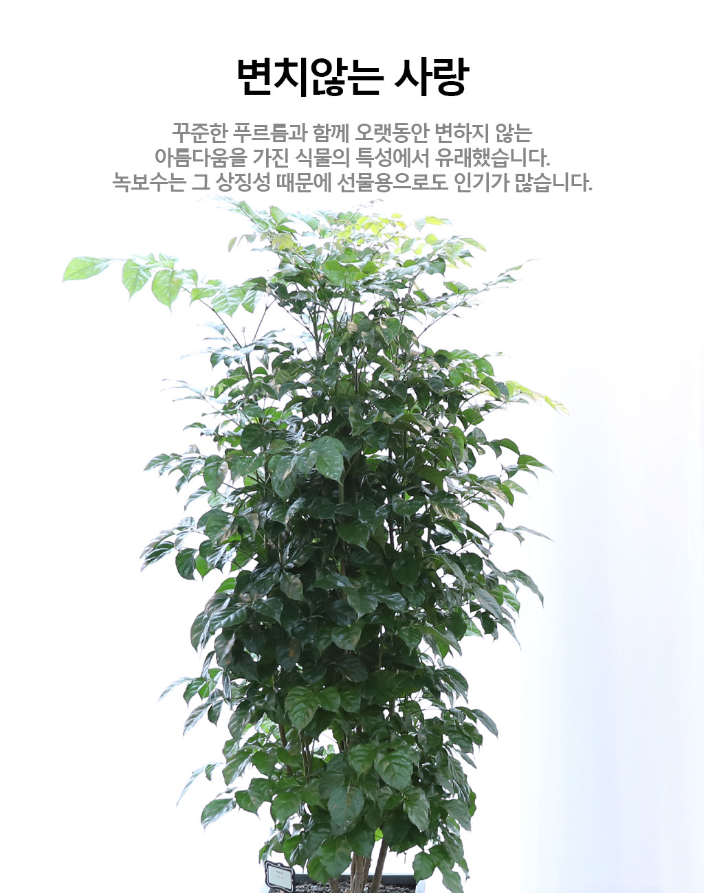 변치않는 아름다운 사랑 - 녹보수(대) 꽃배달 상세 이미지 4