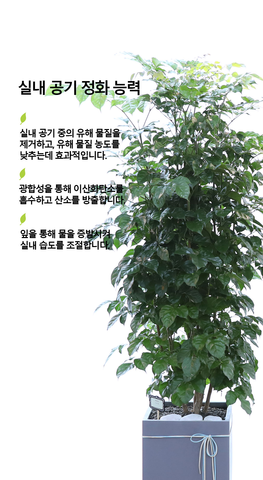 변치않는 아름다운 사랑 - 녹보수(대) 꽃배달 상세 이미지 5