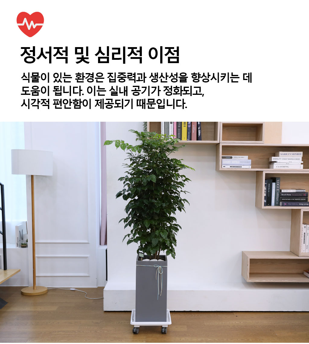 변치않는 아름다운 사랑 - 녹보수(대) 꽃배달 상세 이미지 6