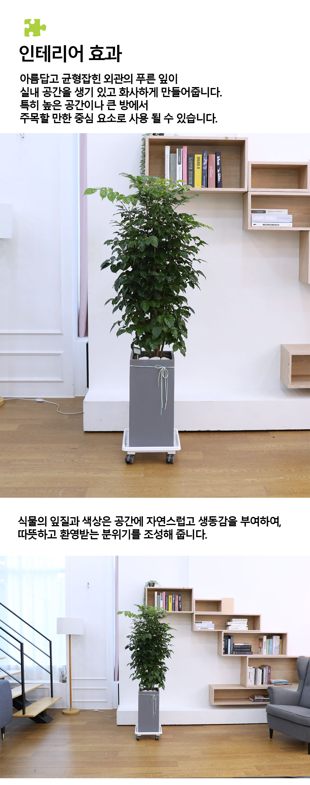 변치않는 아름다운 사랑 - 녹보수(대) 꽃배달 상세 이미지 8