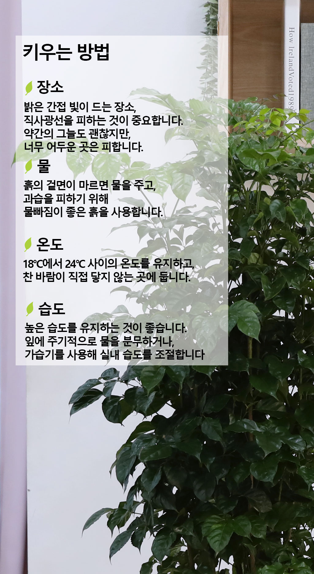 변치않는 아름다운 사랑 - 녹보수(대) 꽃배달 상세 이미지 9