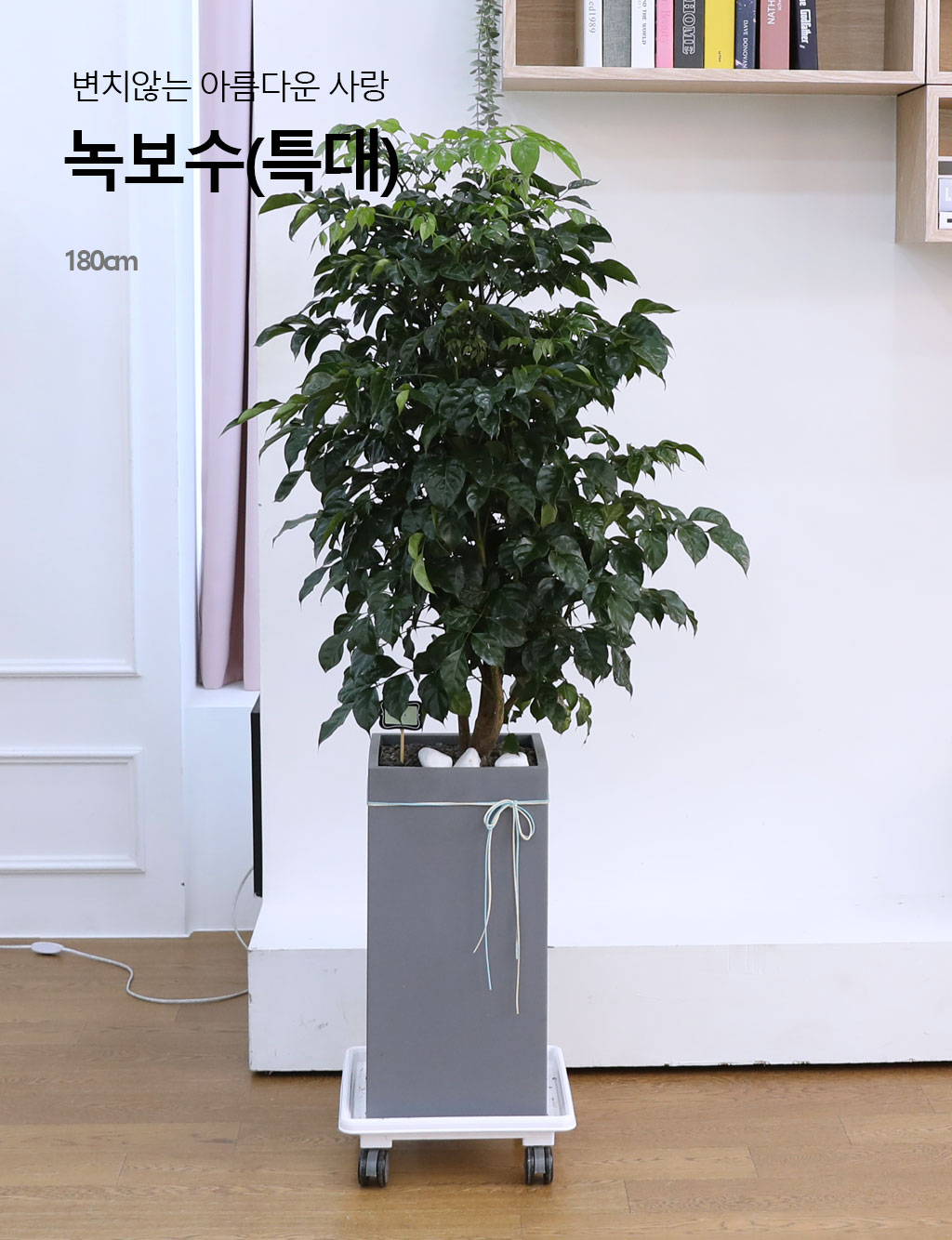 변치않는 아름다운 사랑 - 녹보수(특대) 꽃배달 상세 이미지 3