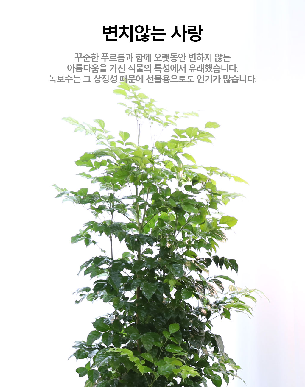 변치않는 아름다운 사랑 - 녹보수(특대) 꽃배달 상세 이미지 4