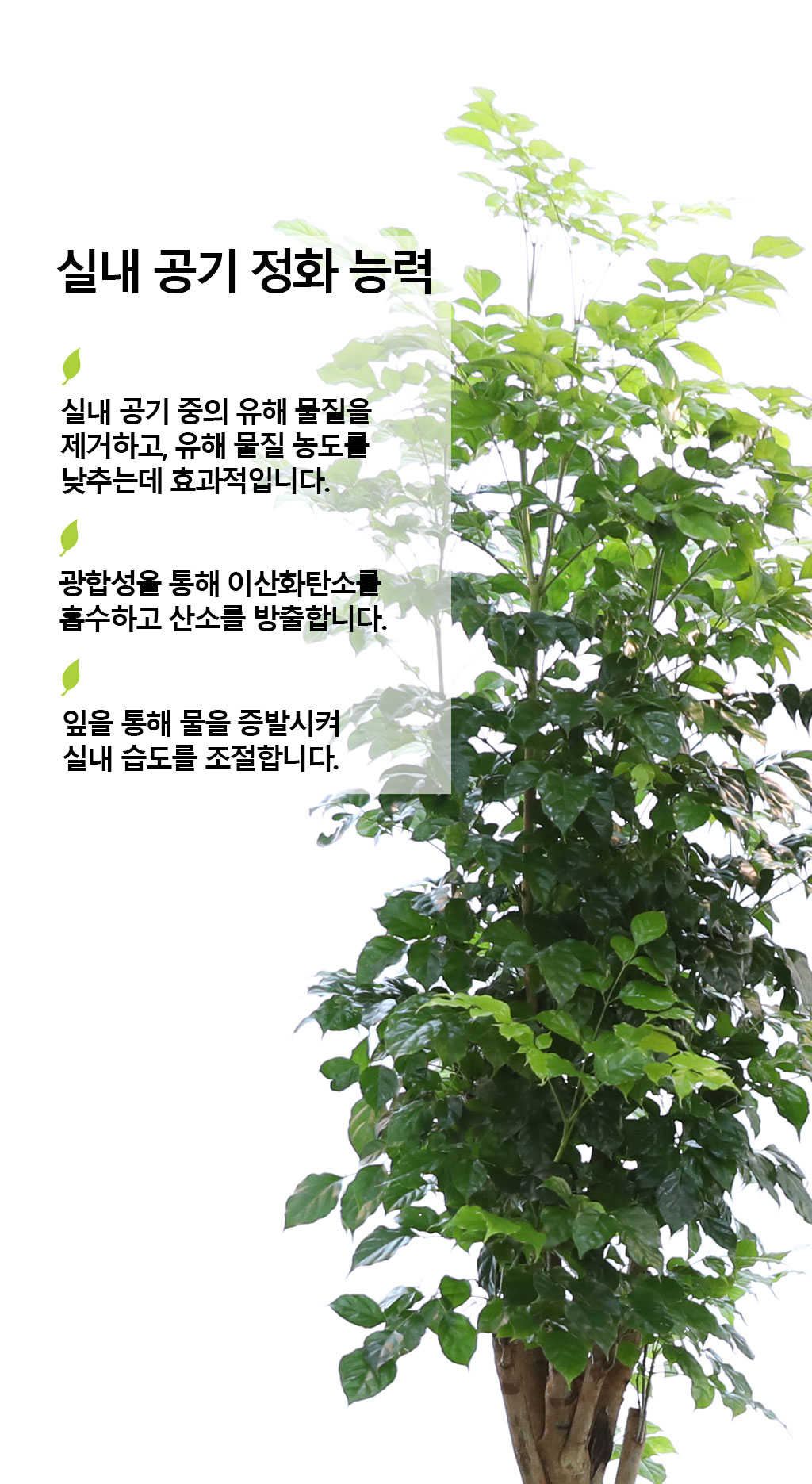 변치않는 아름다운 사랑 - 녹보수(특대) 꽃배달 상세 이미지 5