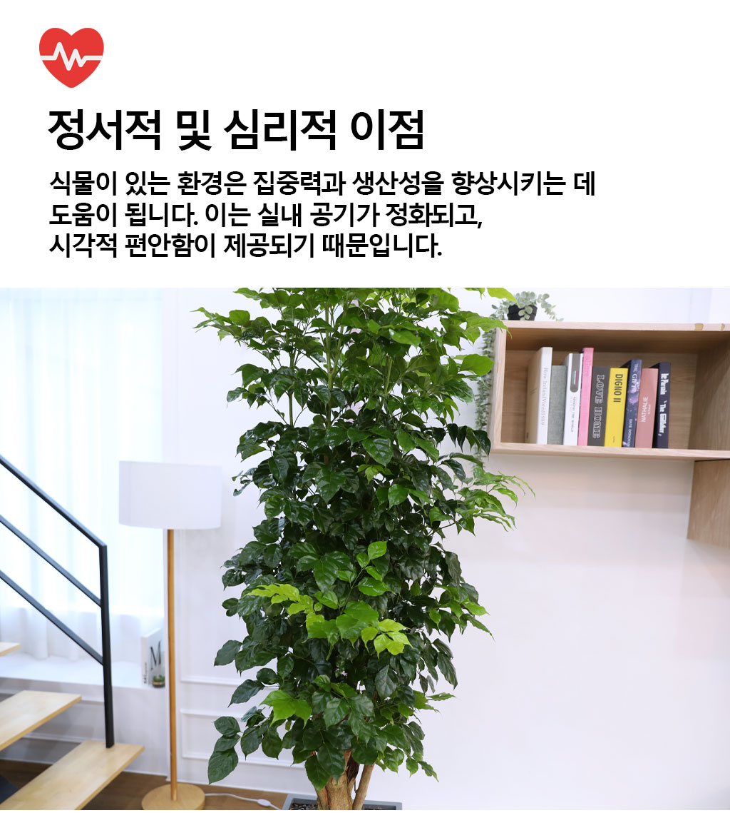 변치않는 아름다운 사랑 - 녹보수(특대) 꽃배달 상세 이미지 6