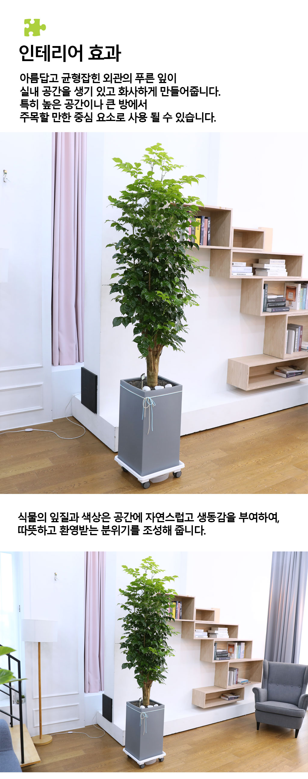 변치않는 아름다운 사랑 - 녹보수(특대) 꽃배달 상세 이미지 8