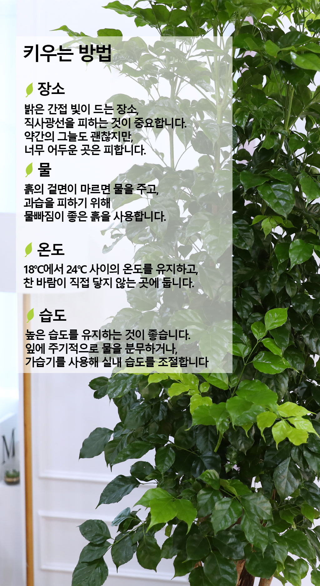 변치않는 아름다운 사랑 - 녹보수(특대) 꽃배달 상세 이미지 9