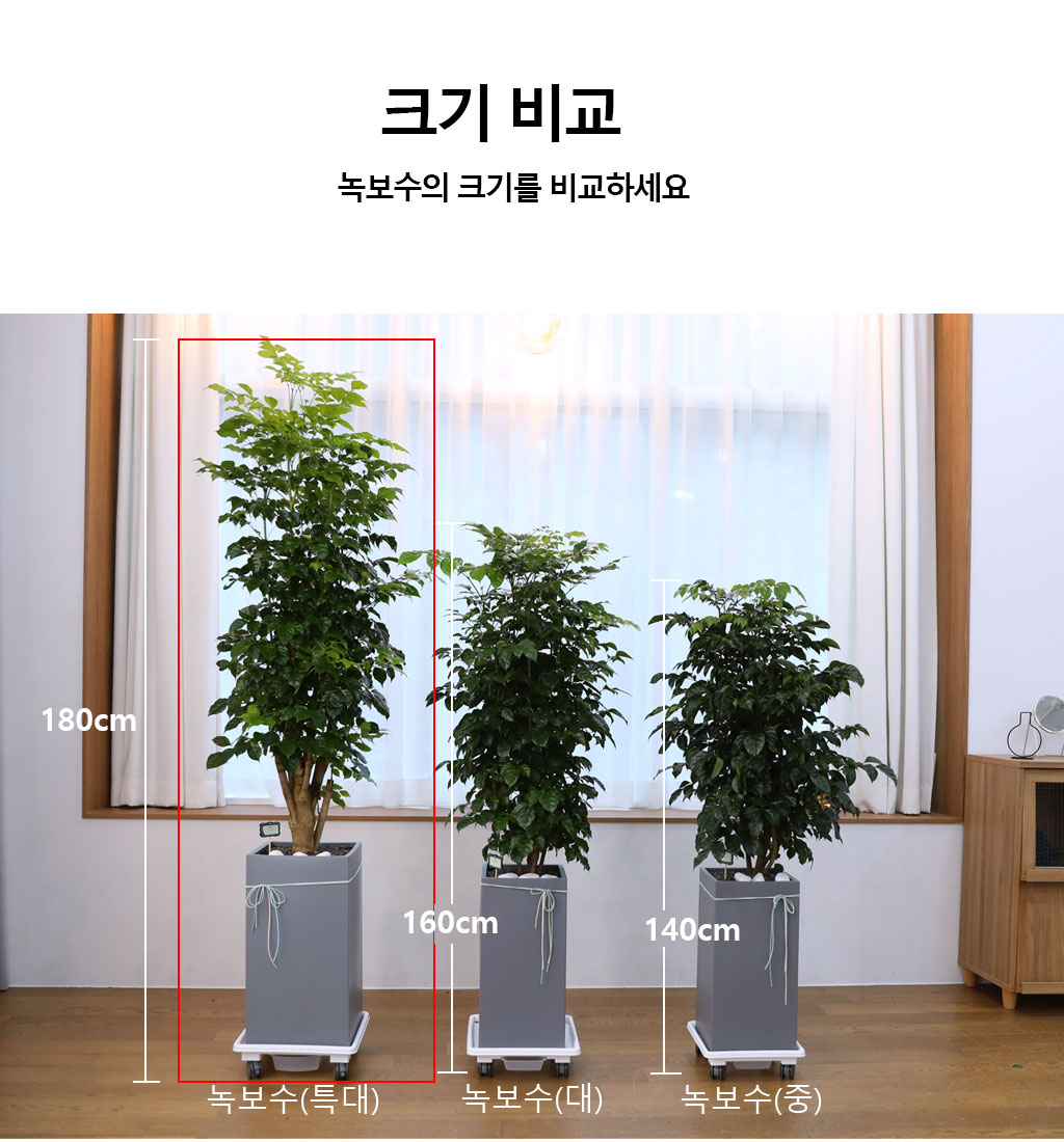 변치않는 아름다운 사랑 - 녹보수(특대) 꽃배달 상세 이미지 11