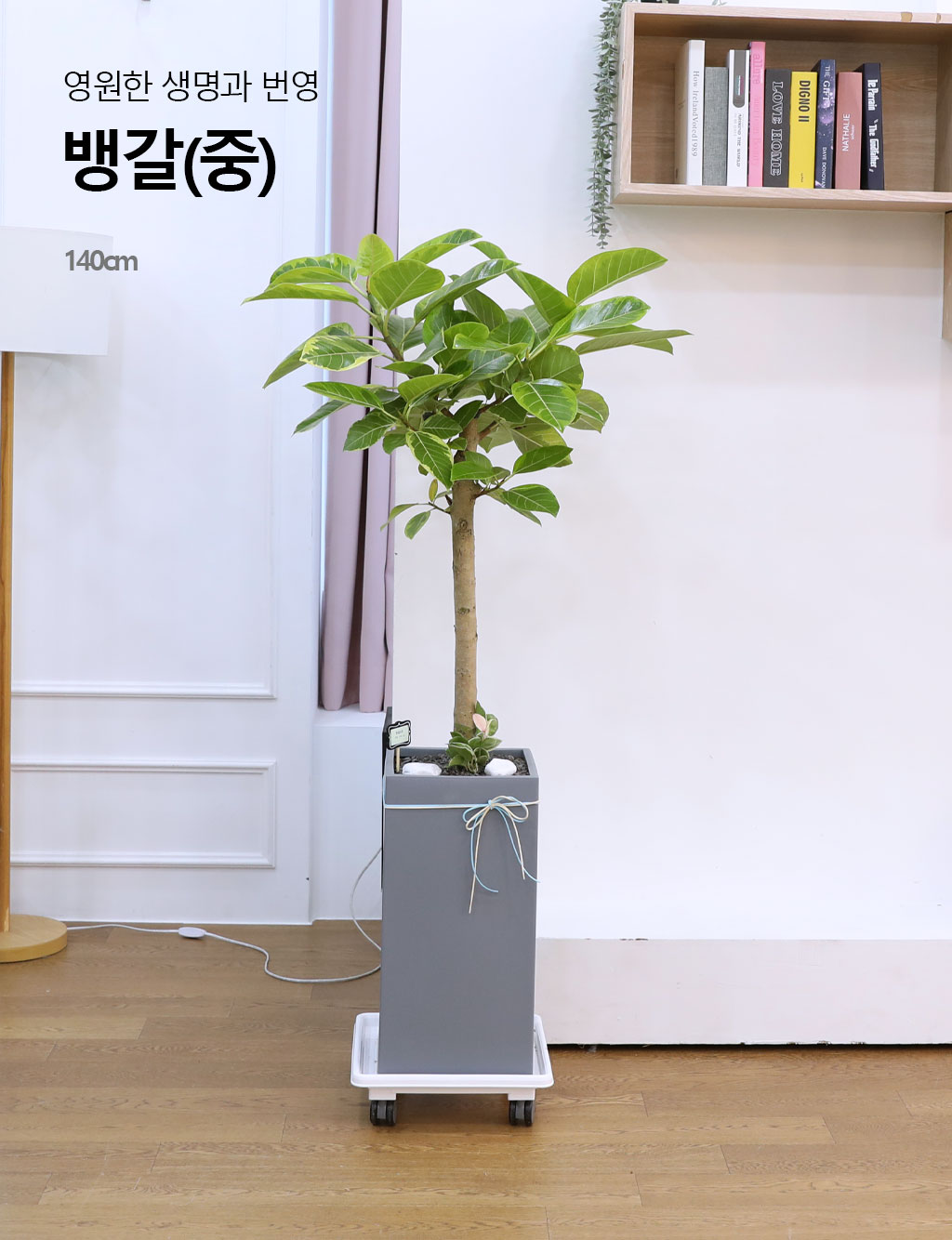 영원한 생명과 번영 - 뱅갈나무(중) 꽃배달 상세 이미지 3