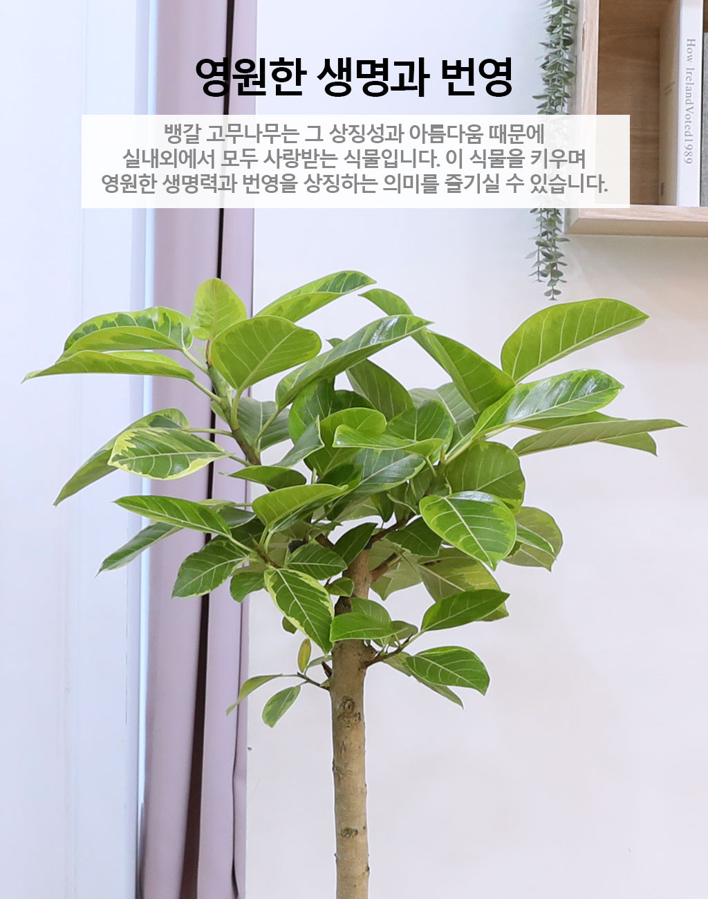 영원한 생명과 번영 - 뱅갈나무(중) 꽃배달 상세 이미지 4