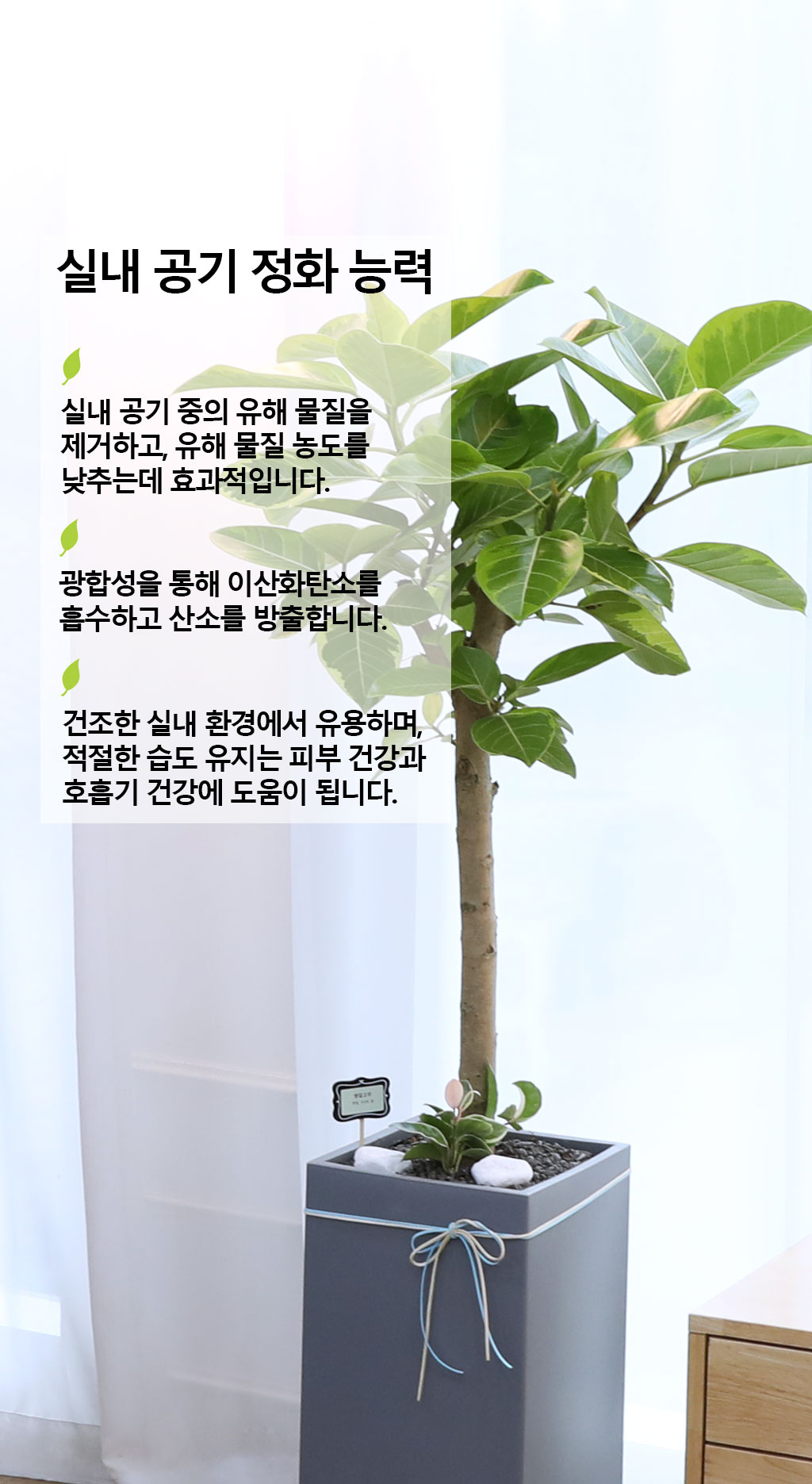 영원한 생명과 번영 - 뱅갈나무(중) 꽃배달 상세 이미지 5