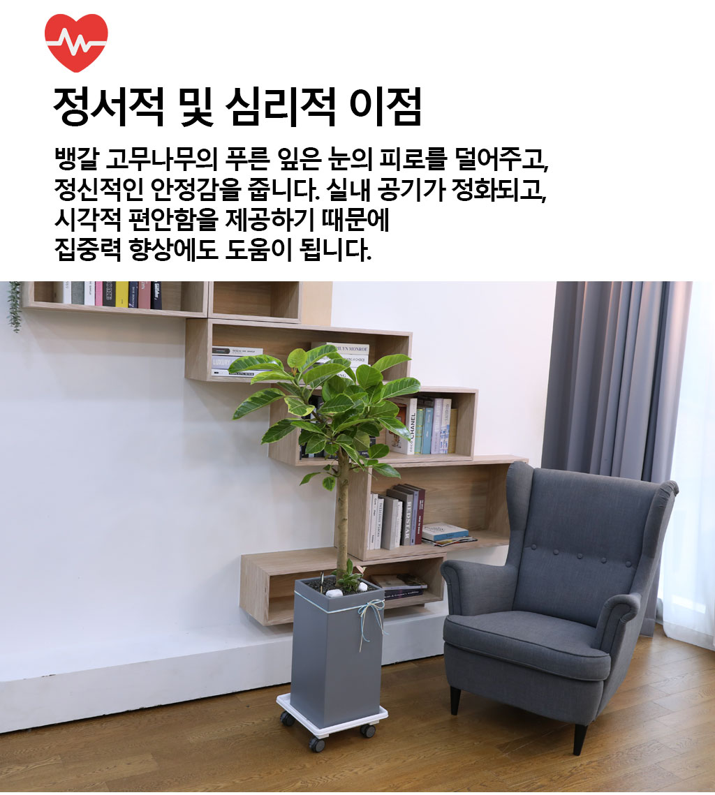 영원한 생명과 번영 - 뱅갈나무(중) 꽃배달 상세 이미지 6