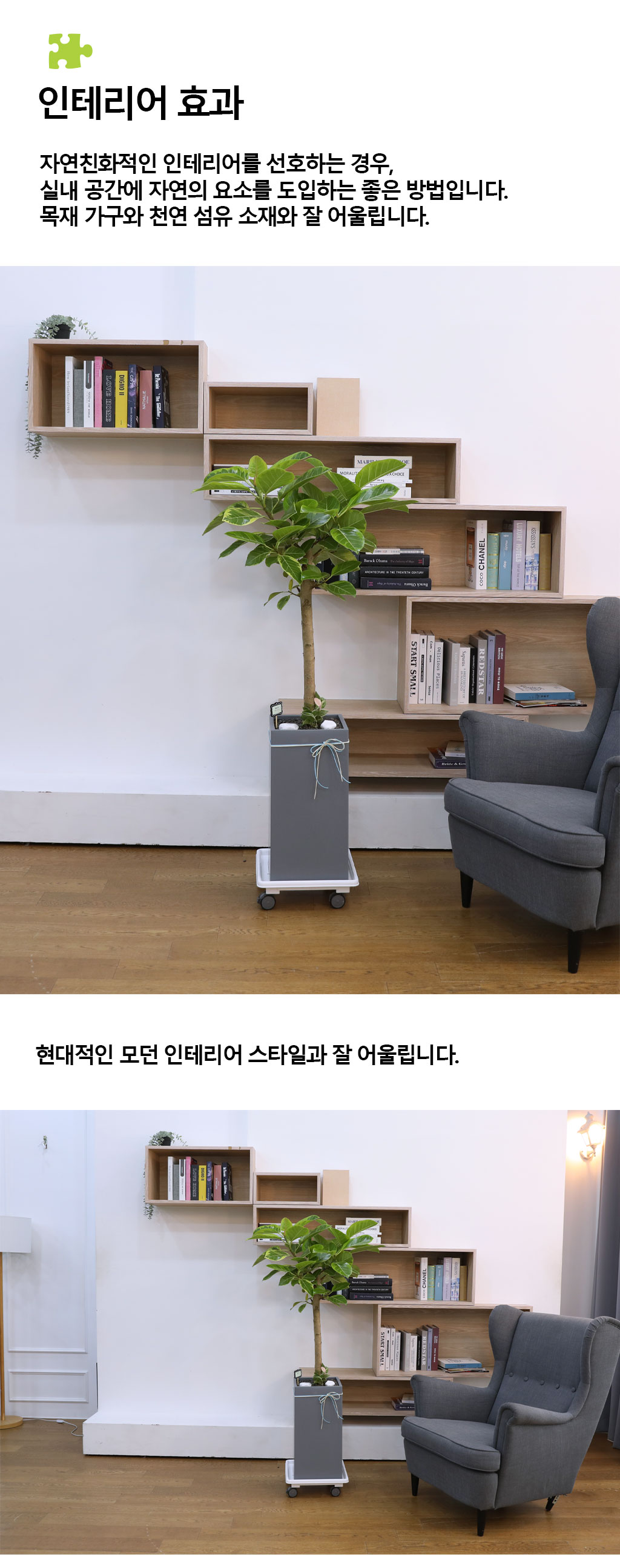 영원한 생명과 번영 - 뱅갈나무(중) 꽃배달 상세 이미지 8