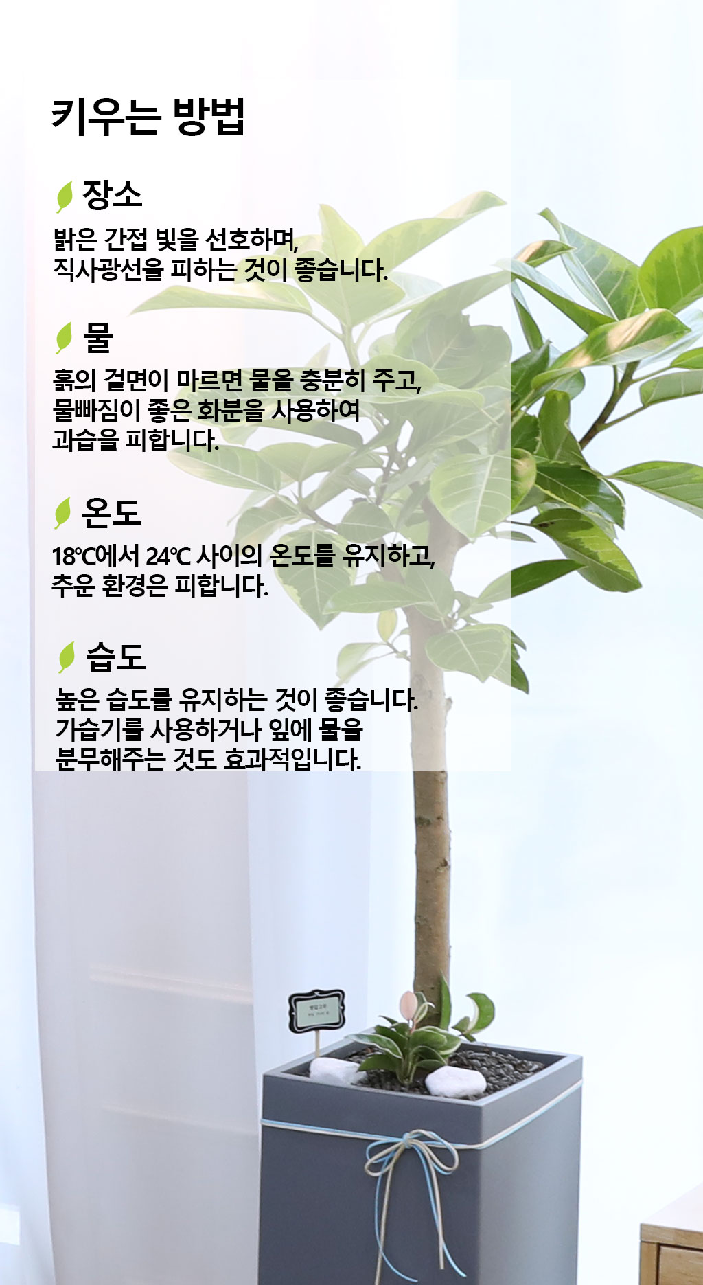 영원한 생명과 번영 - 뱅갈나무(중) 꽃배달 상세 이미지 9