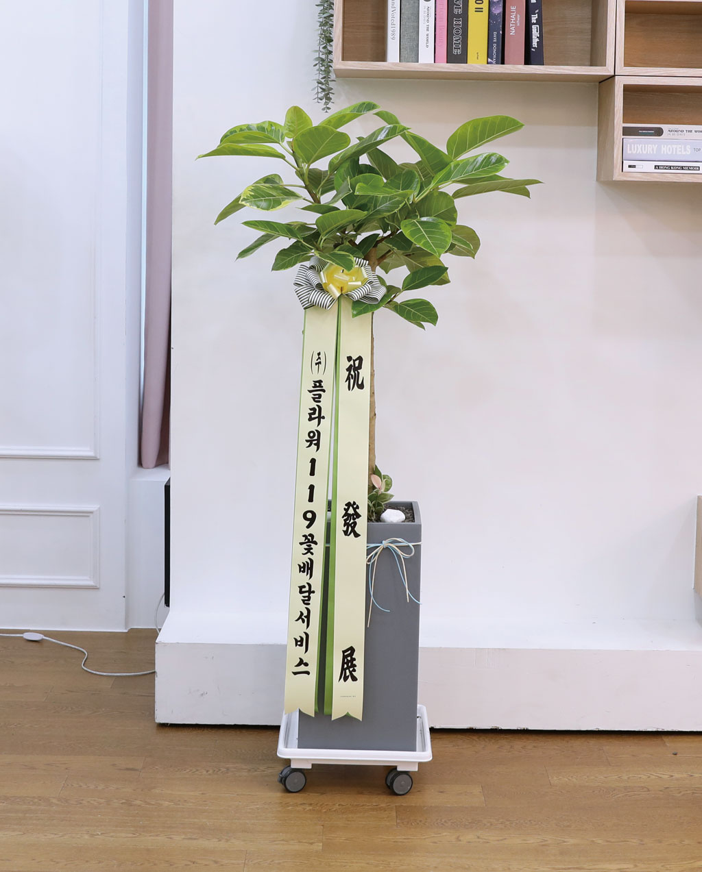영원한 생명과 번영 - 뱅갈나무(중) 꽃배달 상세 이미지 10