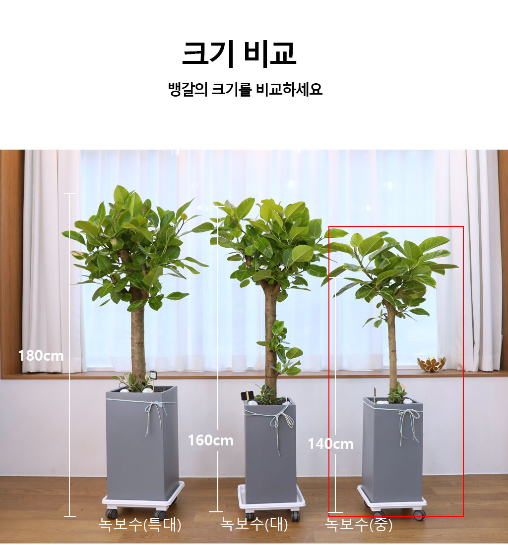 영원한 생명과 번영 - 뱅갈나무(중) 꽃배달 상세 이미지 11