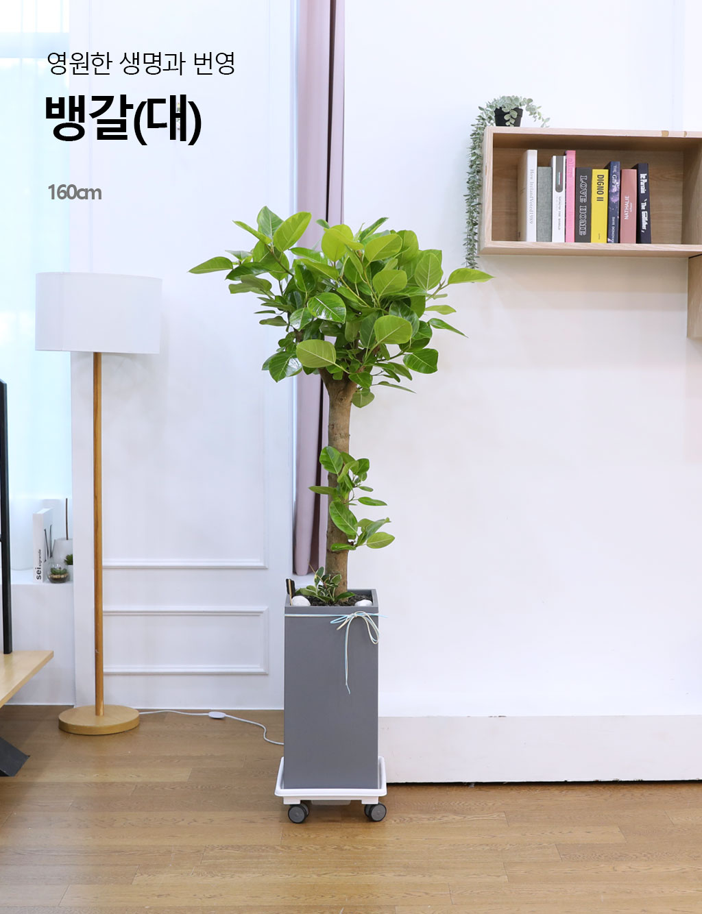 영원한 생명과 번영 - 뱅갈나무(대) 꽃배달 상세 이미지 3