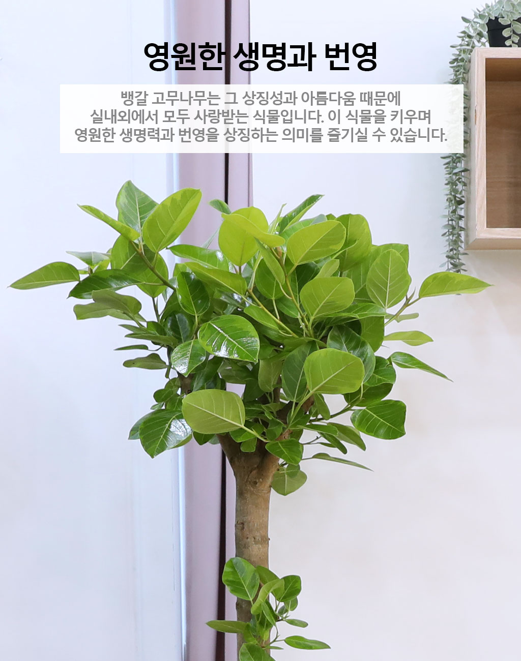 영원한 생명과 번영 - 뱅갈나무(대) 꽃배달 상세 이미지 4
