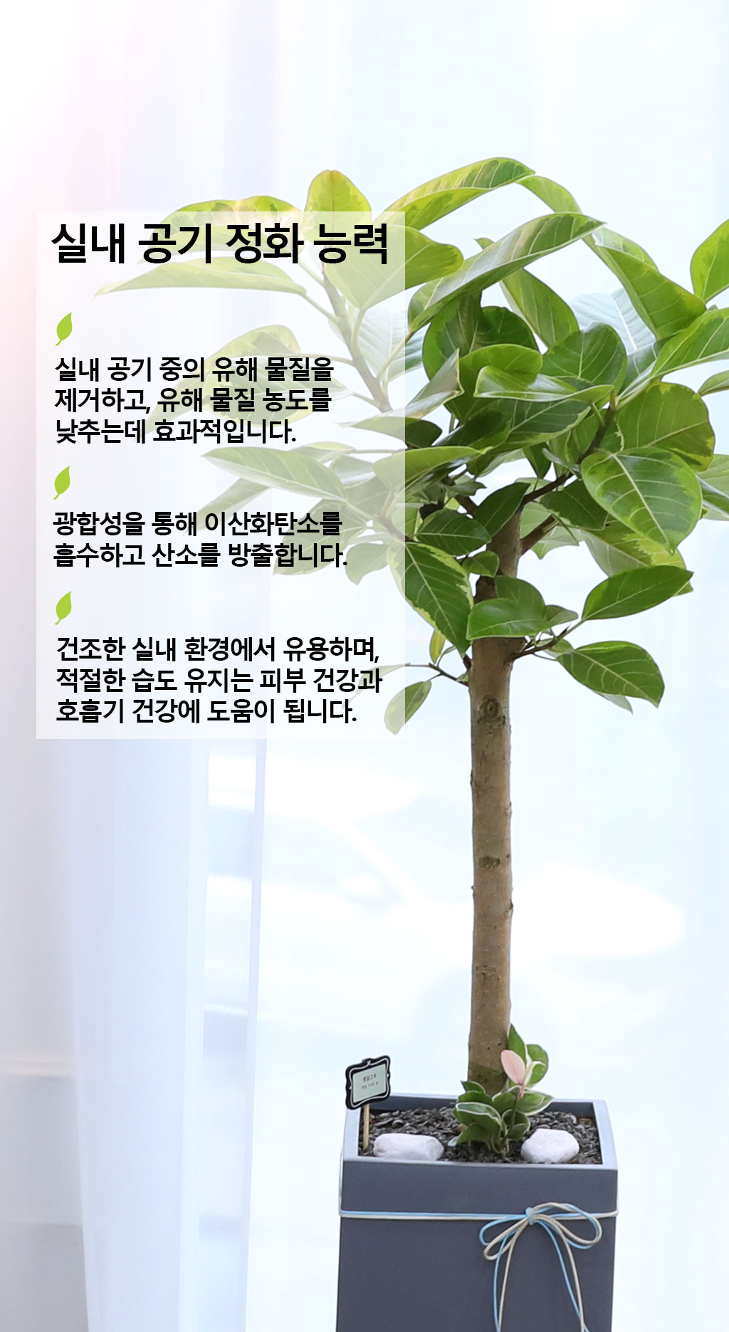 영원한 생명과 번영 - 뱅갈나무(대) 꽃배달 상세 이미지 5