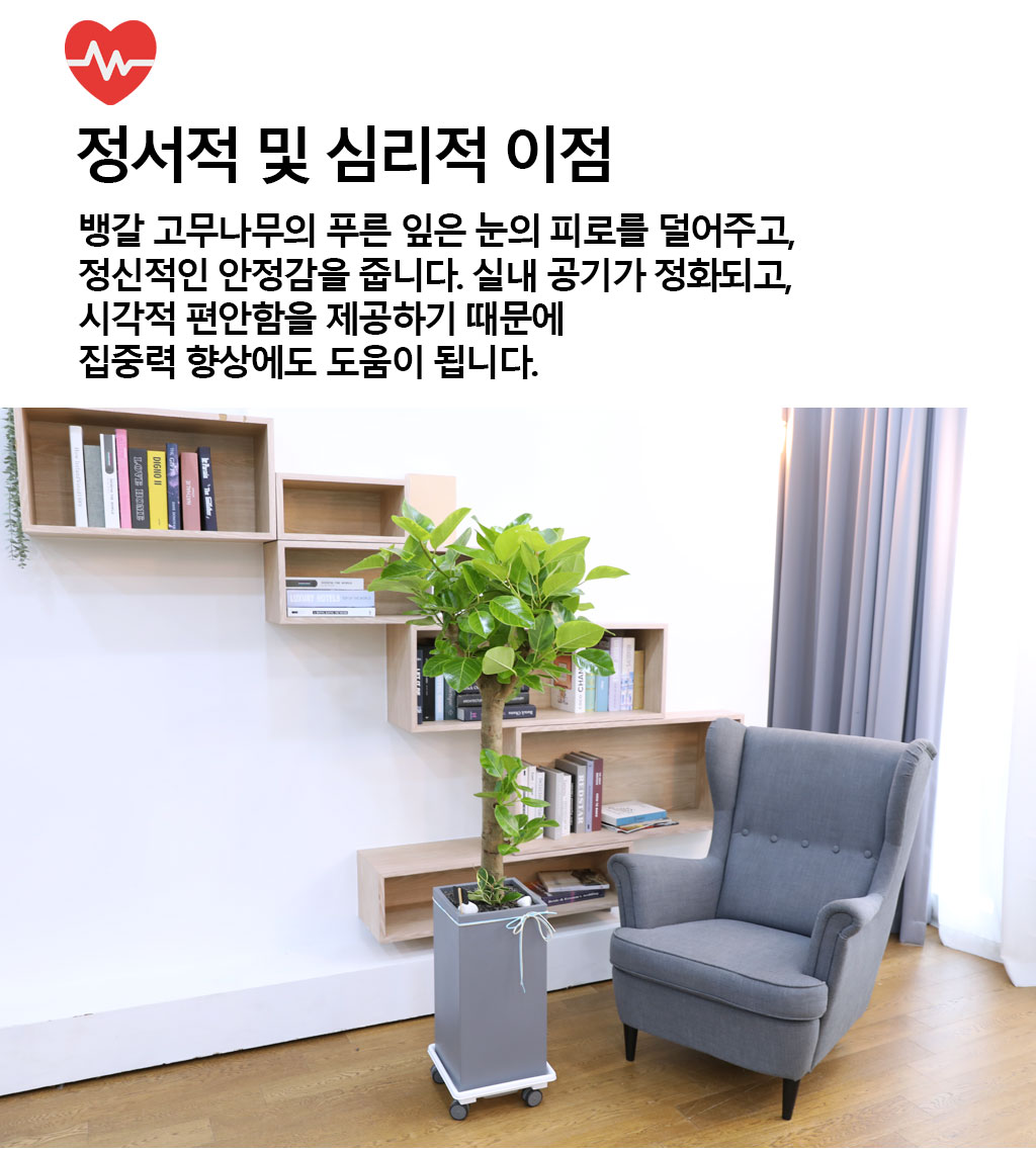 영원한 생명과 번영 - 뱅갈나무(대) 꽃배달 상세 이미지 6