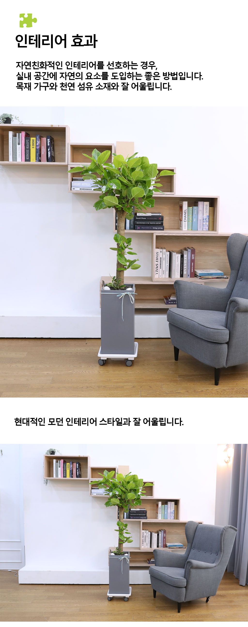 영원한 생명과 번영 - 뱅갈나무(대) 꽃배달 상세 이미지 8