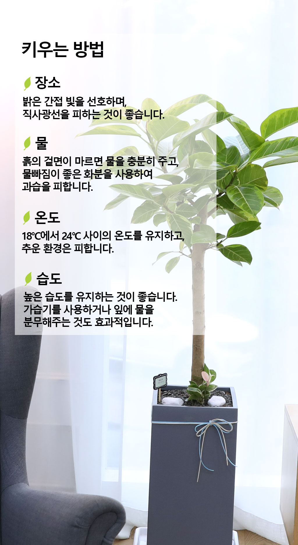 영원한 생명과 번영 - 뱅갈나무(대) 꽃배달 상세 이미지 9
