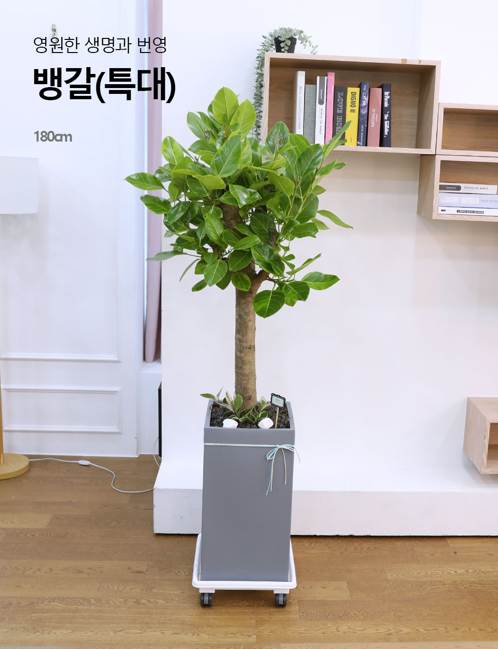 영원한 생명과 번영 - 뱅갈나무(특대) 꽃배달 상세 이미지 3