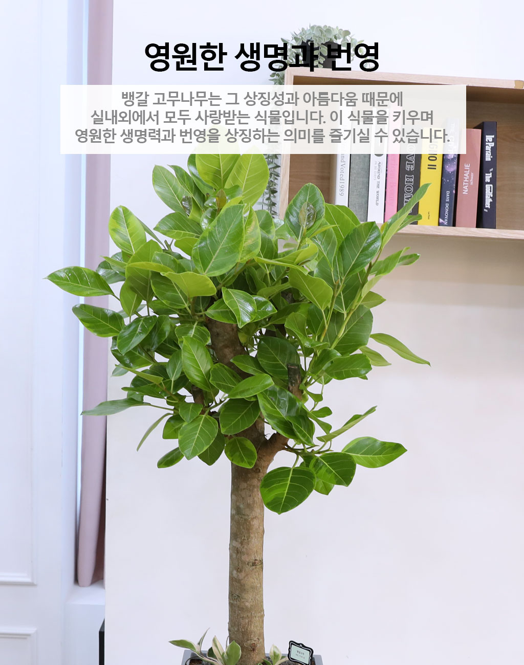 영원한 생명과 번영 - 뱅갈나무(특대) 꽃배달 상세 이미지 4