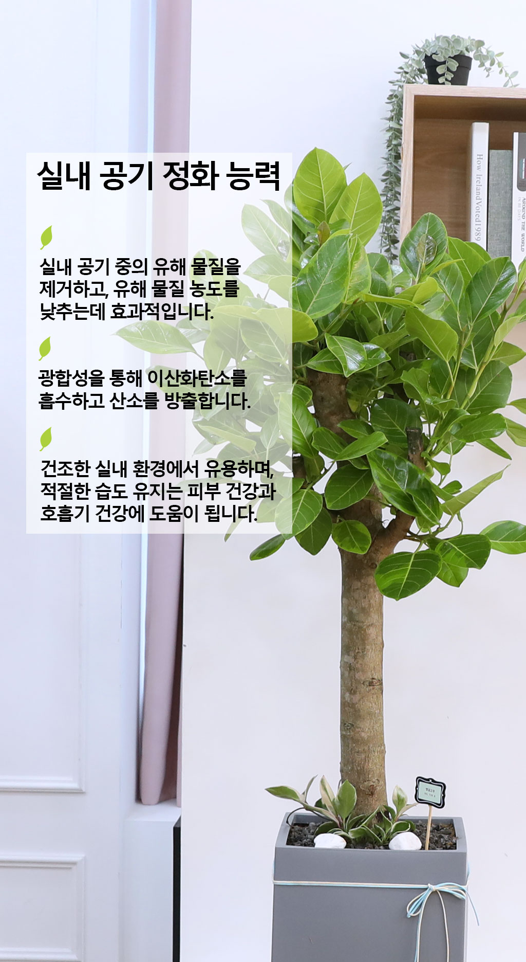 영원한 생명과 번영 - 뱅갈나무(특대) 꽃배달 상세 이미지 5