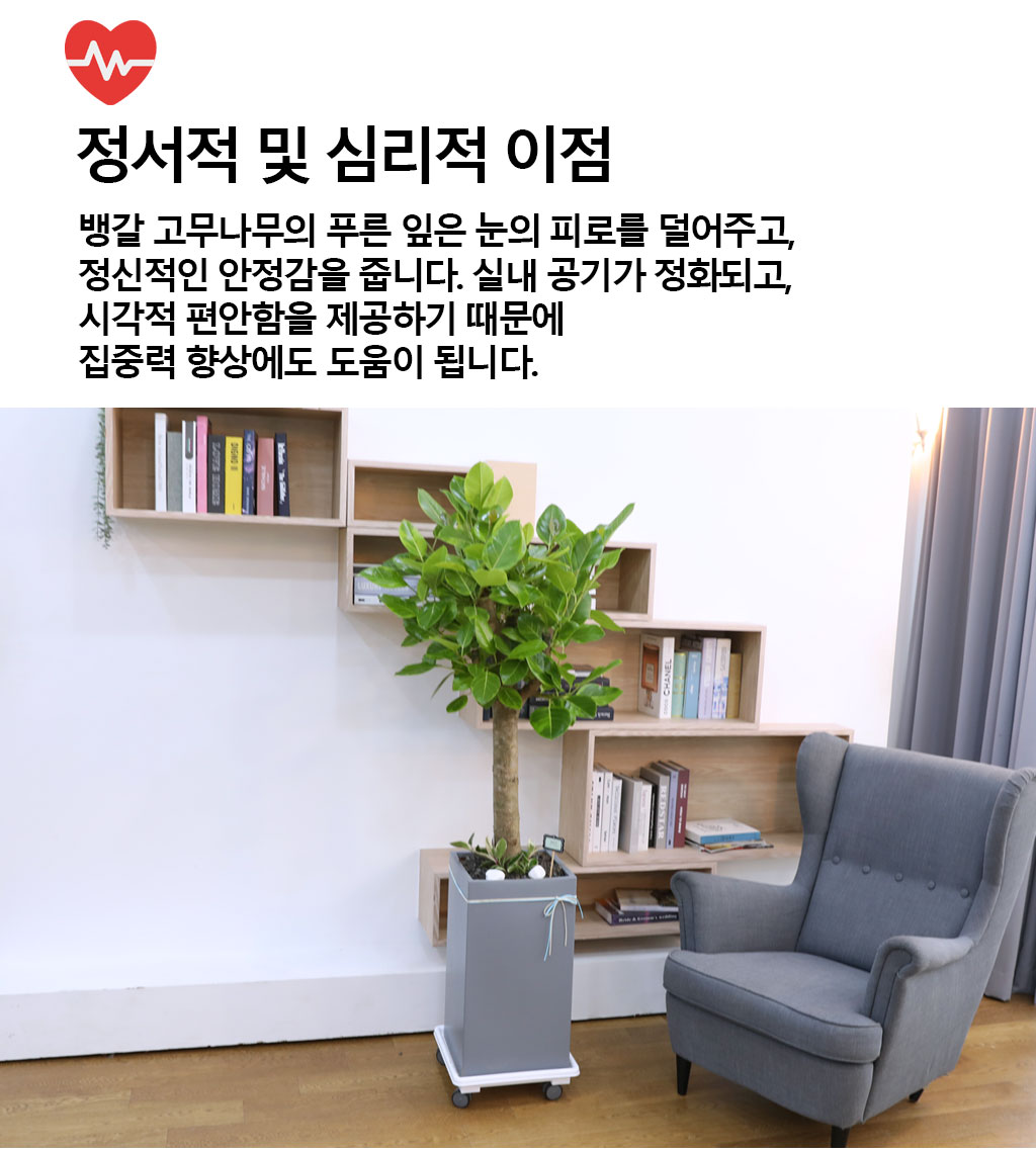 영원한 생명과 번영 - 뱅갈나무(특대) 꽃배달 상세 이미지 6