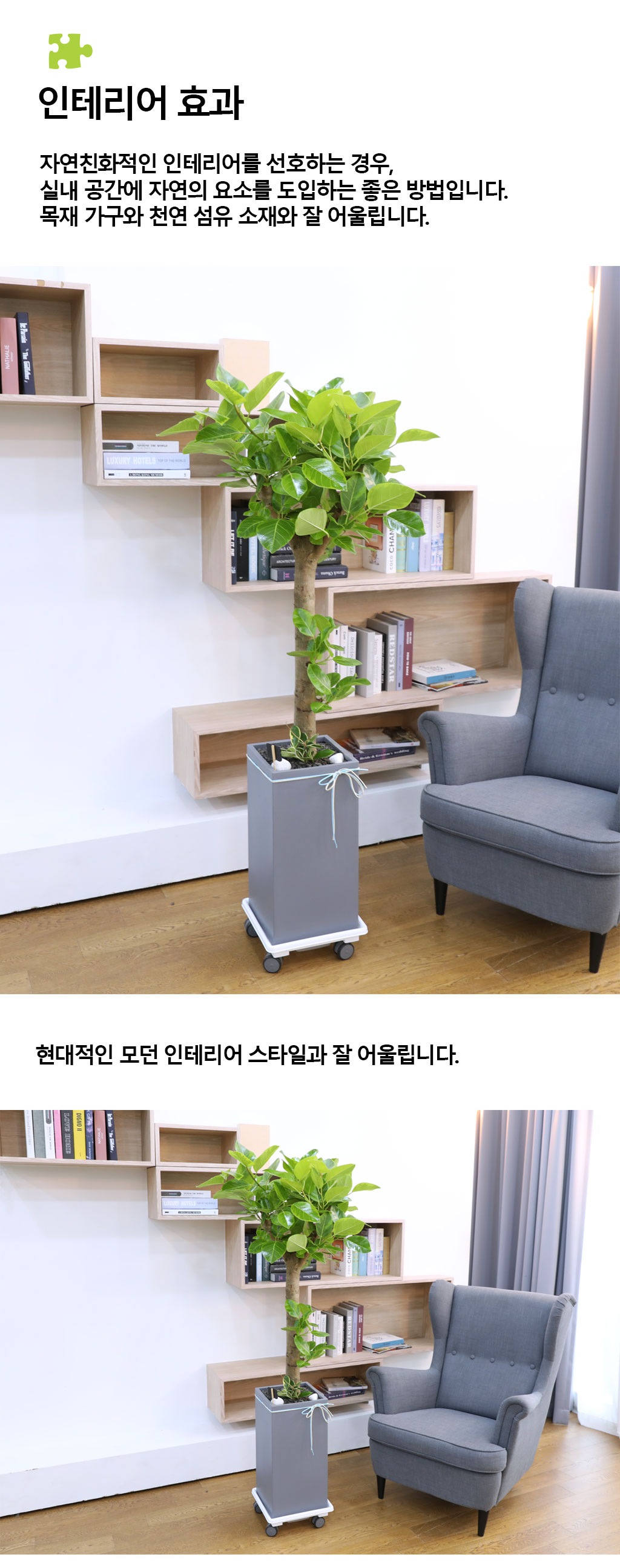 영원한 생명과 번영 - 뱅갈나무(특대) 꽃배달 상세 이미지 8