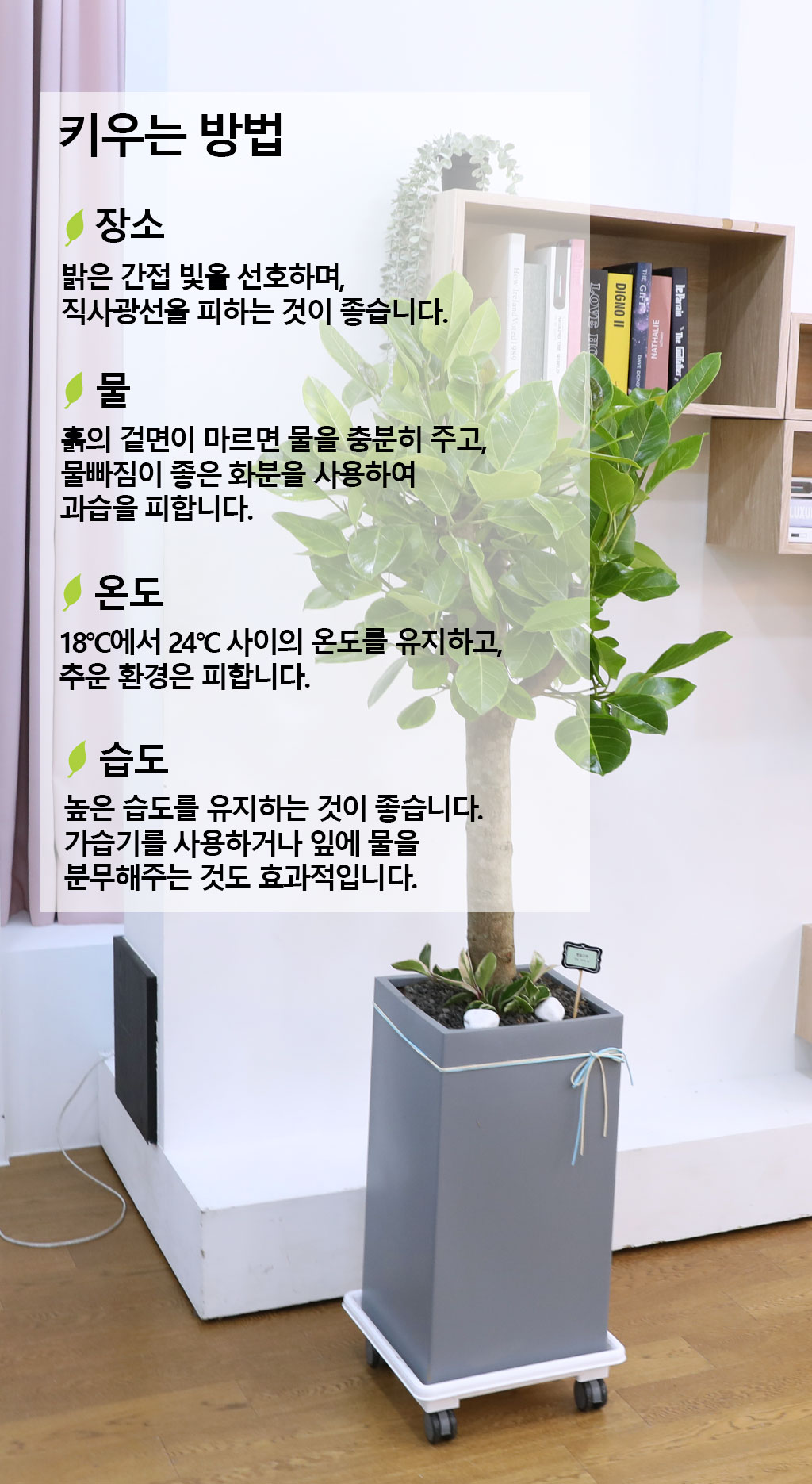 영원한 생명과 번영 - 뱅갈나무(특대) 꽃배달 상세 이미지 9