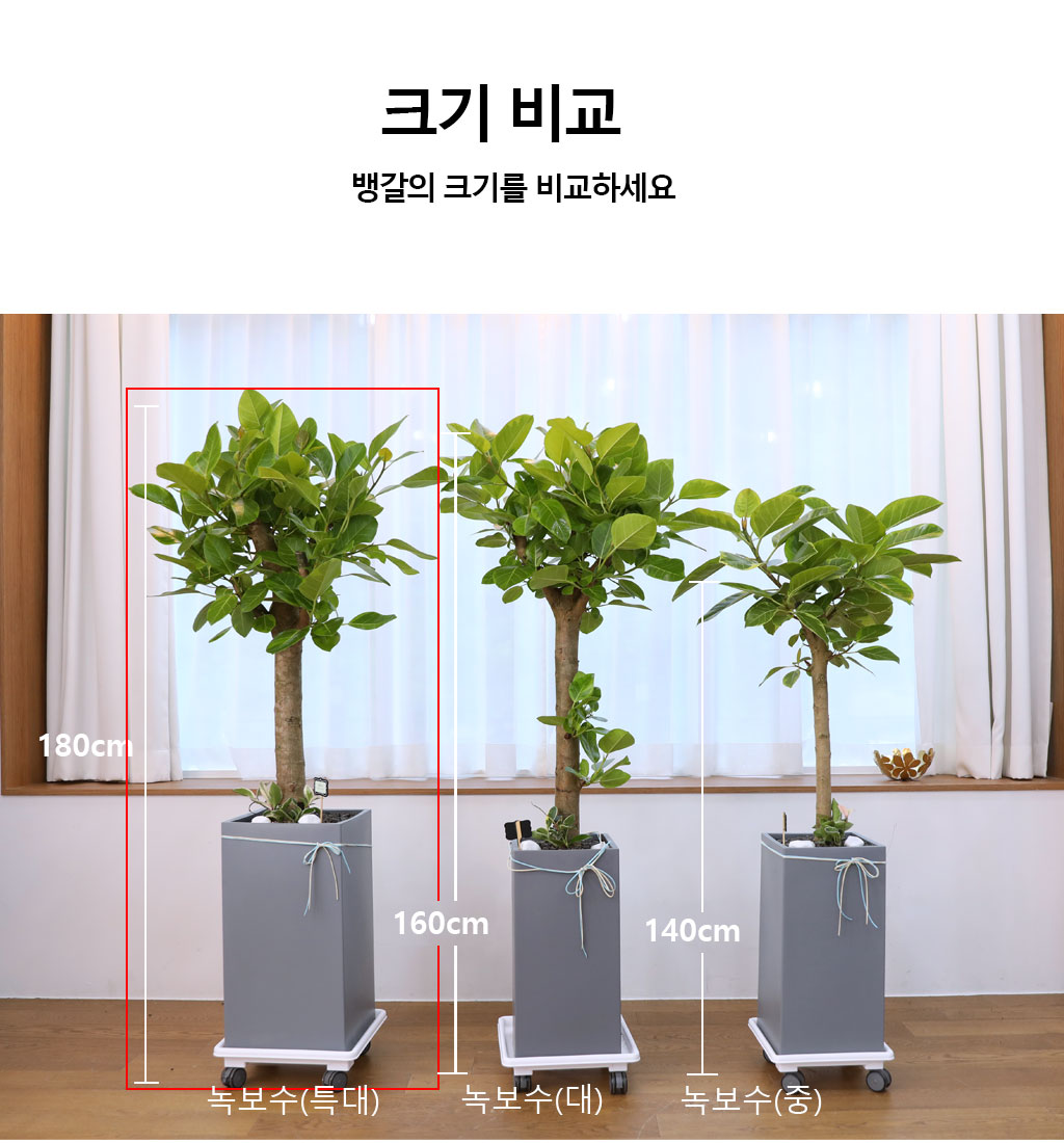 영원한 생명과 번영 - 뱅갈나무(특대) 꽃배달 상세 이미지 11