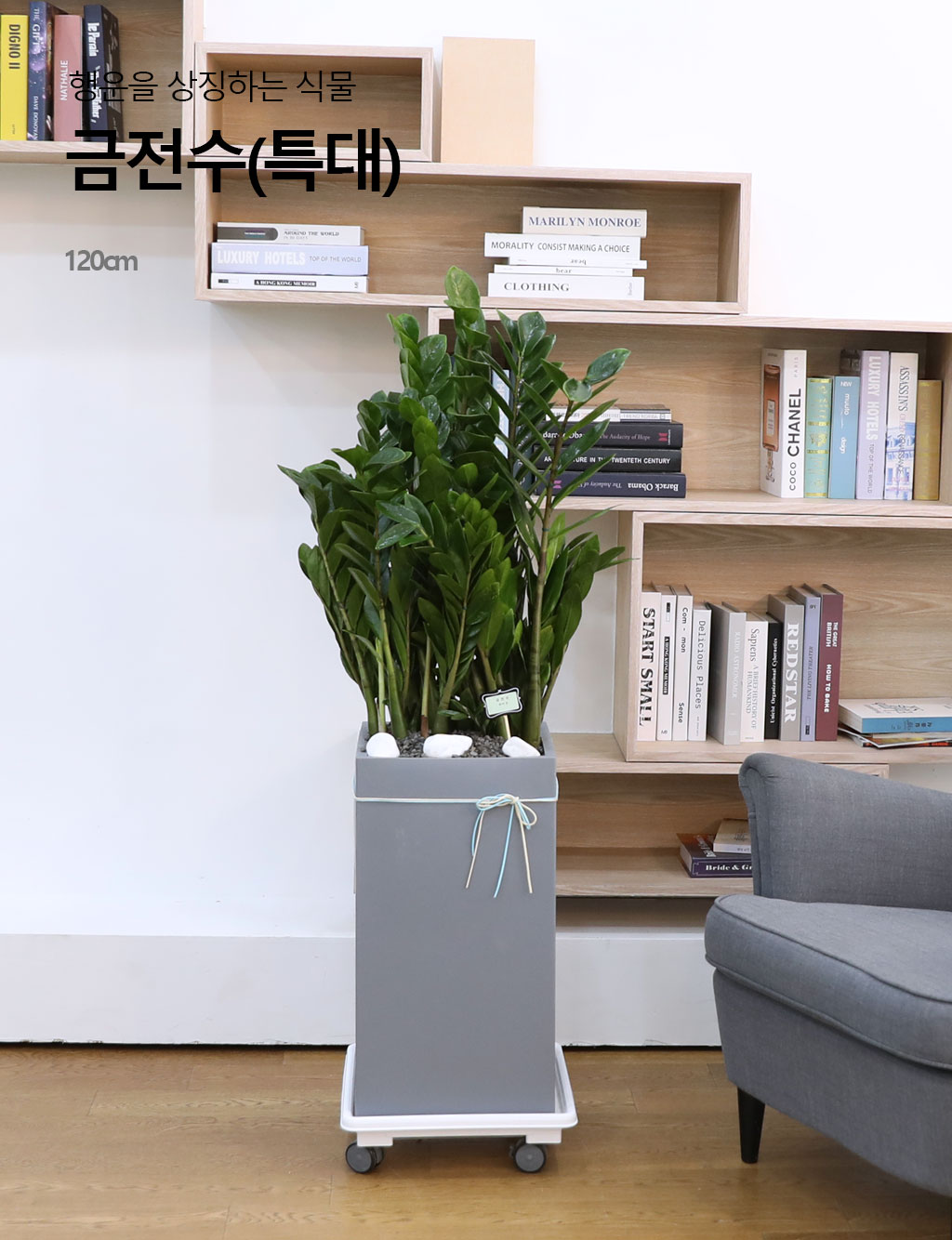 행운을 상징하는 식물 - 금전수(특대) 꽃배달 상세 이미지 3