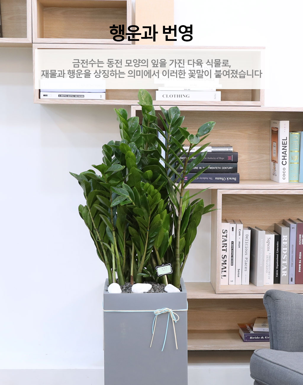 행운을 상징하는 식물 - 금전수(특대) 꽃배달 상세 이미지 4