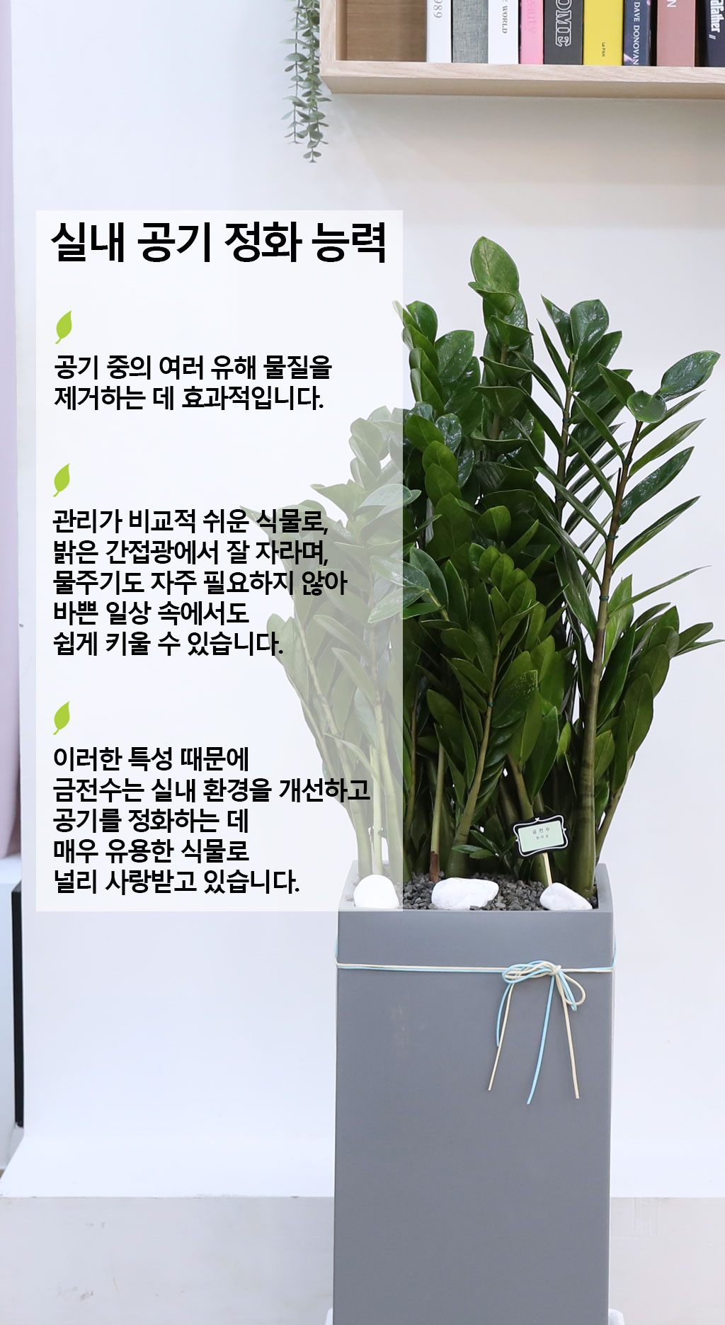 행운을 상징하는 식물 - 금전수(특대) 꽃배달 상세 이미지 5