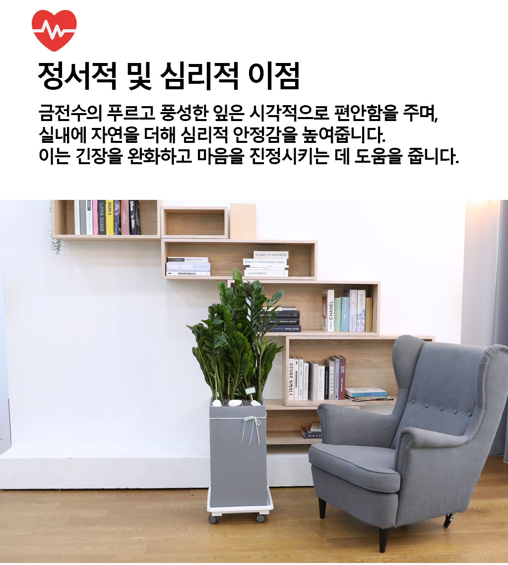 행운을 상징하는 식물 - 금전수(특대) 꽃배달 상세 이미지 6
