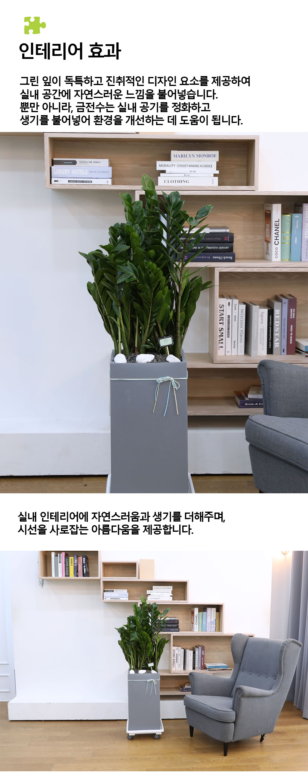 행운을 상징하는 식물 - 금전수(특대) 꽃배달 상세 이미지 8