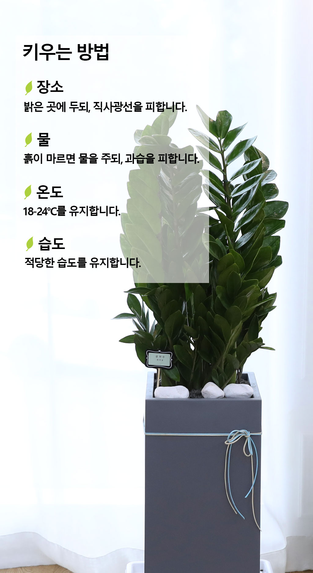 행운을 상징하는 식물 - 금전수(특대) 꽃배달 상세 이미지 9