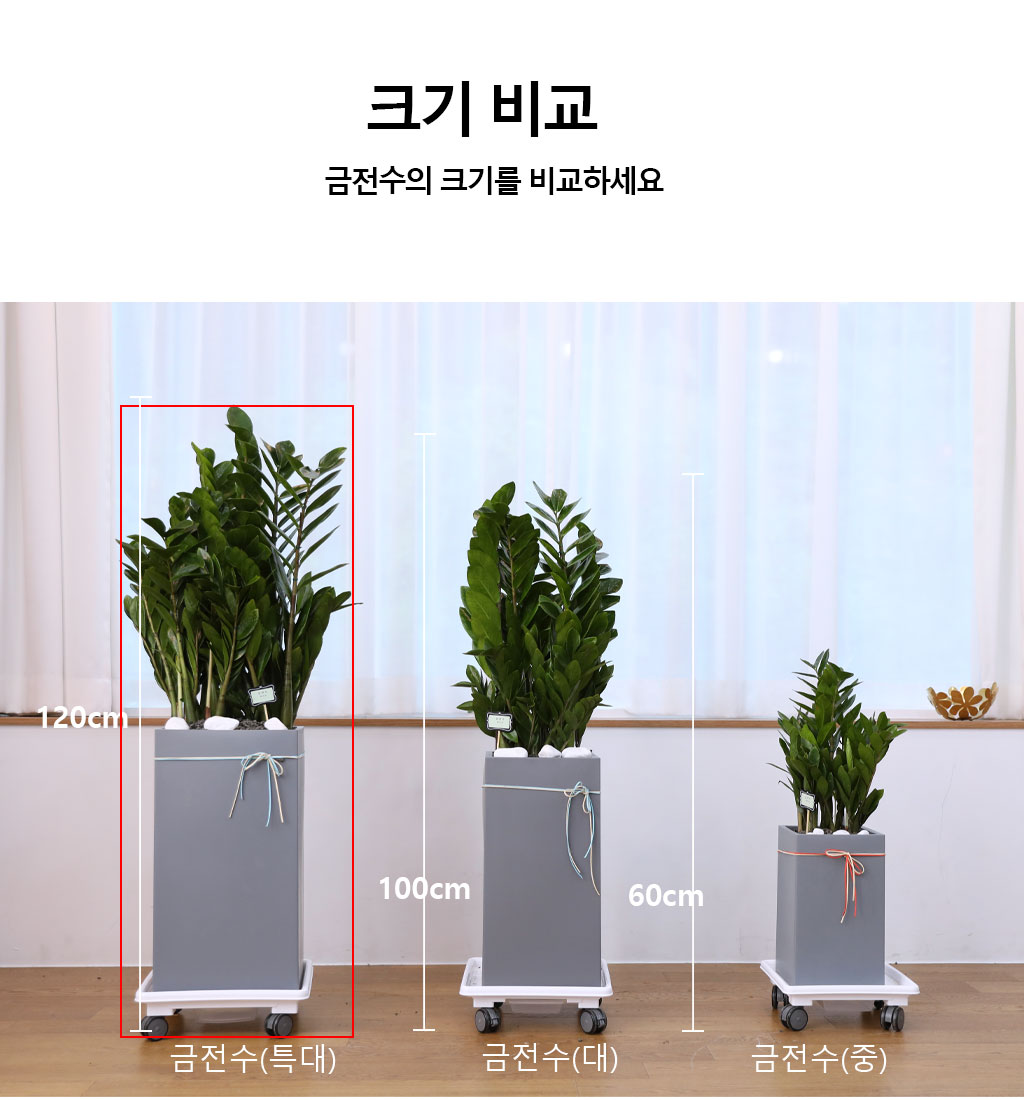 행운을 상징하는 식물 - 금전수(특대) 꽃배달 상세 이미지 11