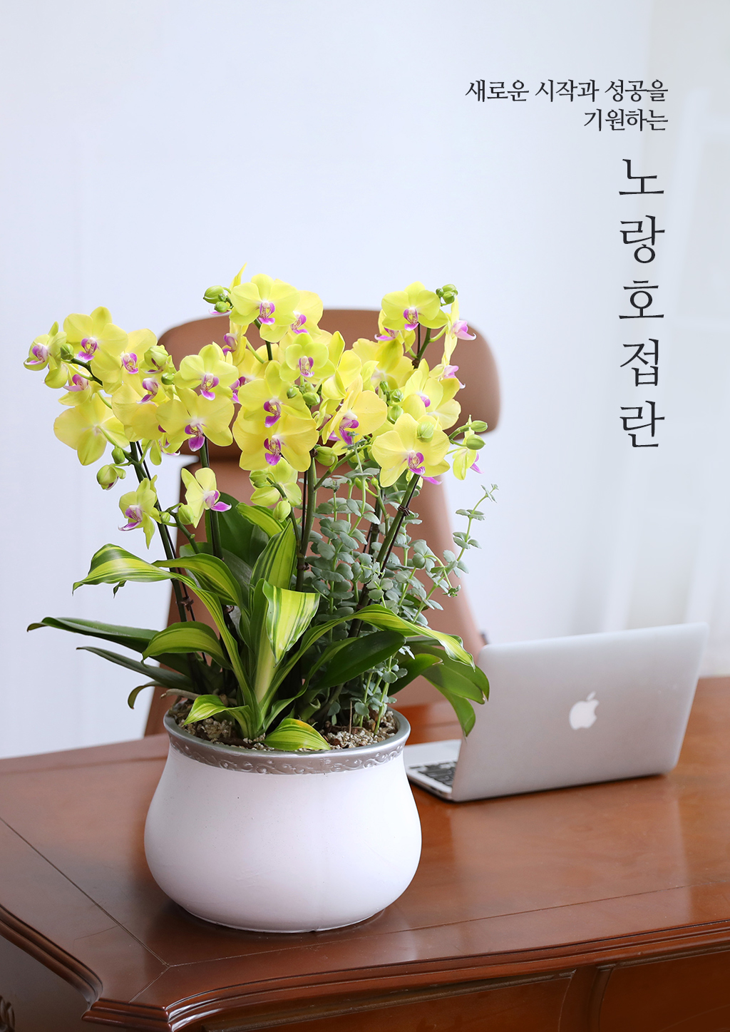개업과 승진의 기쁨을 함께 나누며, 노랑 호접란