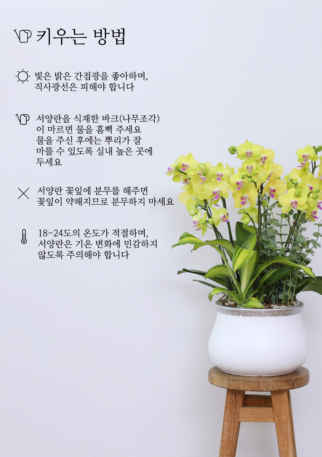 개업과 승진의 기쁨을 함께 나누며, 노랑 호접란