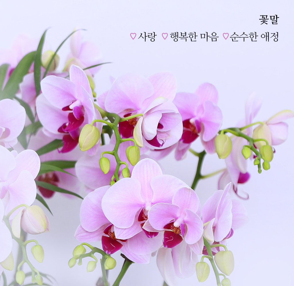 특별한 순간을 위한 최고의 선택, 최고급 핑크 호접란