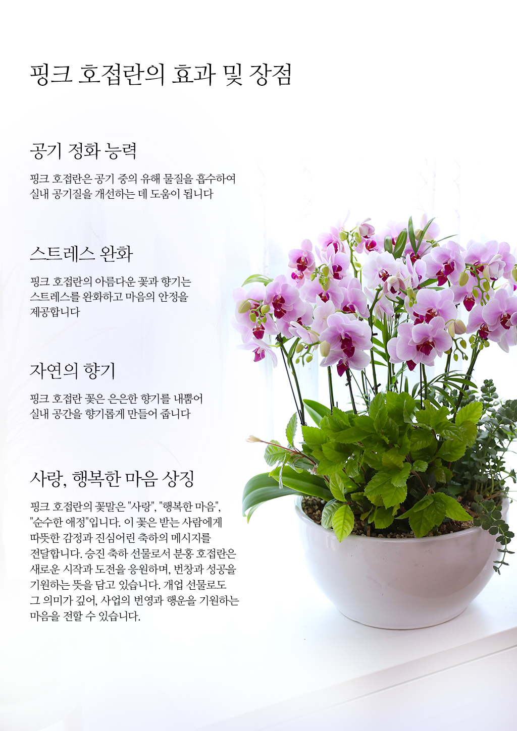 특별한 순간을 위한 최고의 선택, 최고급 핑크 호접란