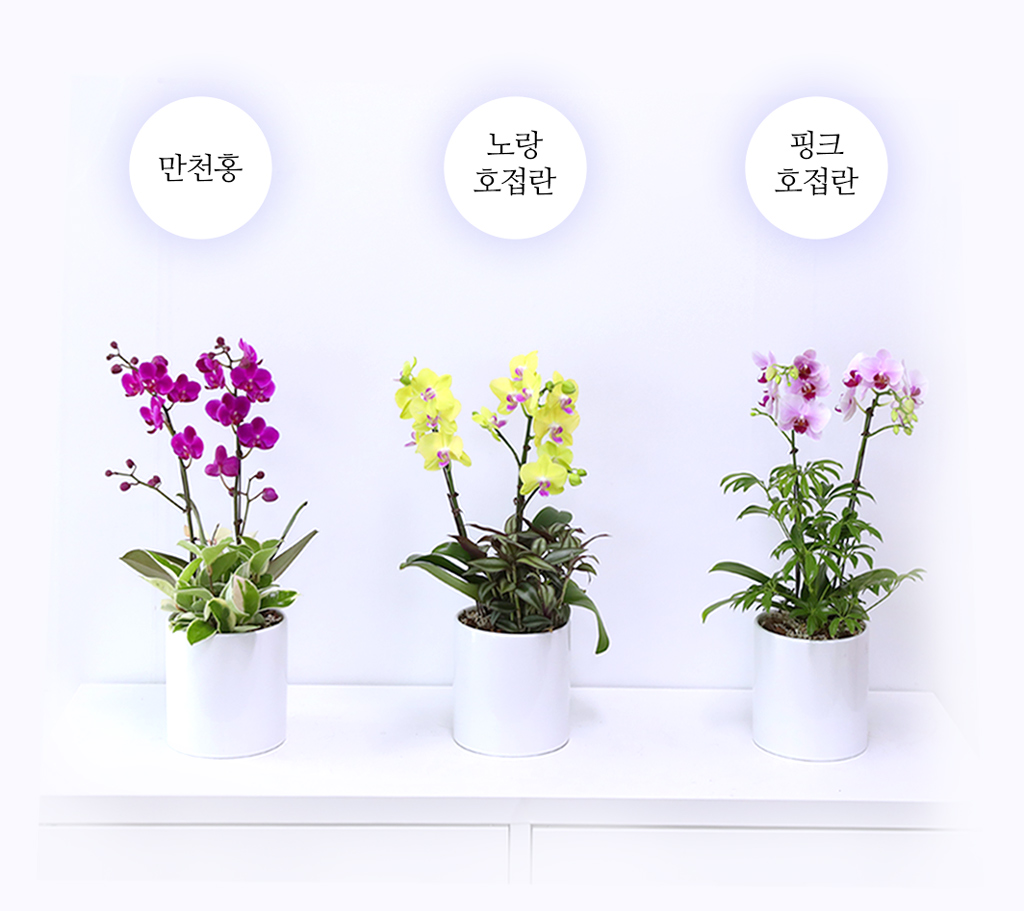 특별한 순간을 위한 최고의 선택, 최고급 핑크 호접란