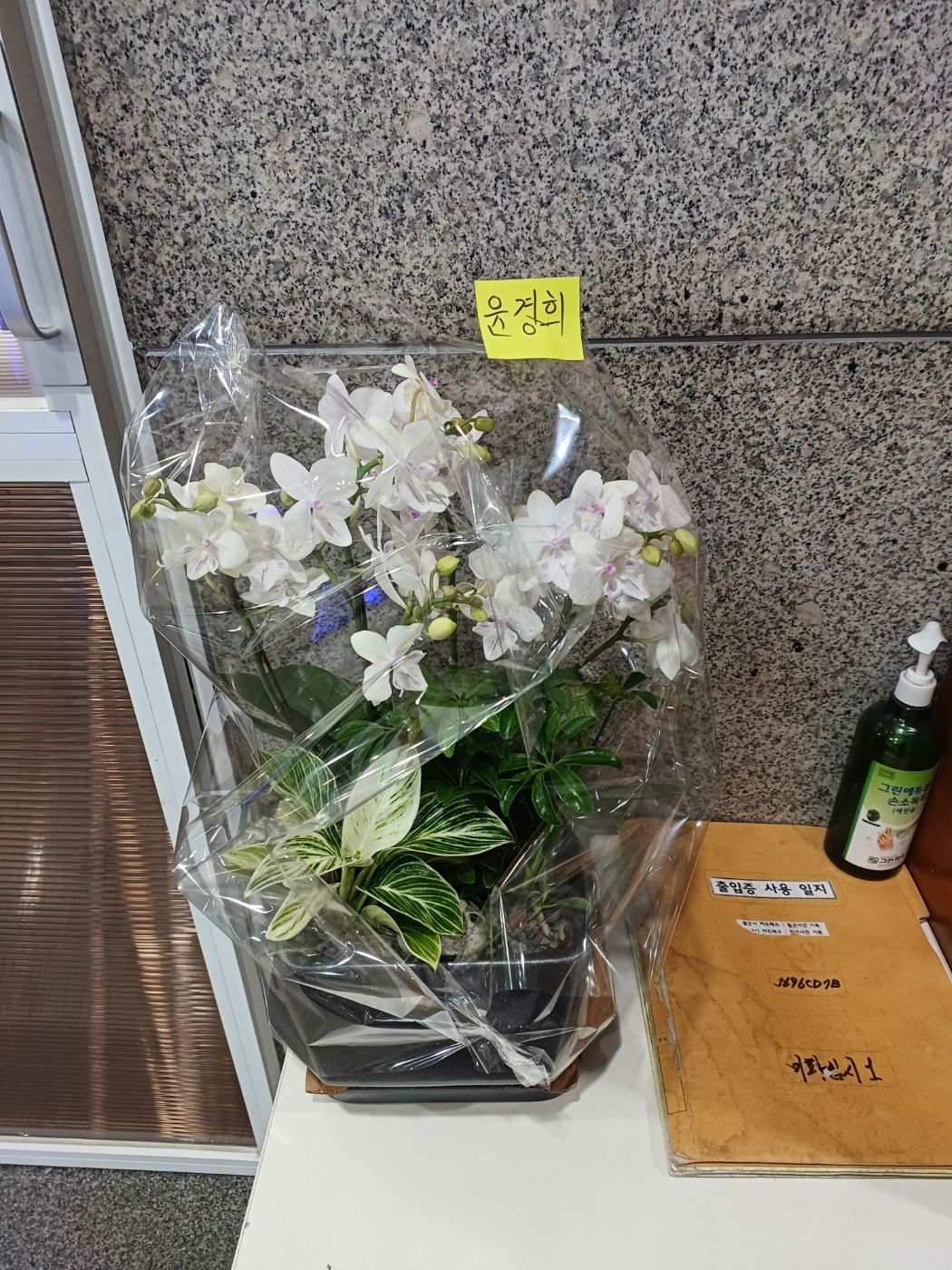 서울 서초구 집안의 작은 정원 -연핑크호접 (중) 꽃배달 실제 배송 사진