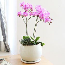 [서울배송]Table deco. 흰색화기의 연핑크호접 꽃배달
